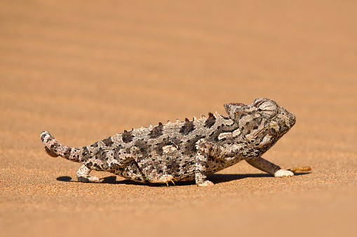Namaqua Chameleon (chamaeleo namaquensis) walks on reddish sand dune, Namib Desert, Namibia