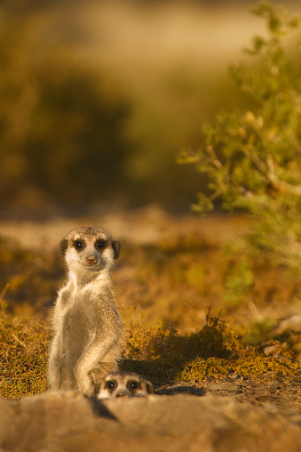 Meerkat - Suricata suricatta - two meerkats sitting perched on a fallen tree trunk and watching what is happening