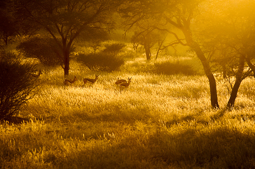 Backlit Springbok in the Kalahari, Namibia, Africa