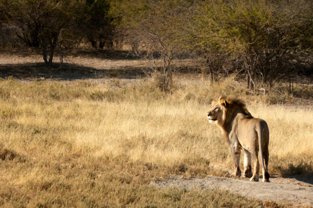 istock Lone lion in Etosha 1265668681
