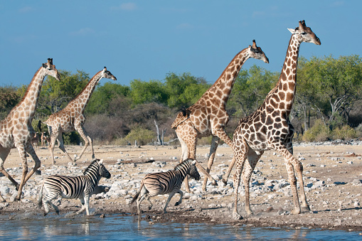 Large group of animals standing near a very pretty waterhole scene with the vast open flat Etosha Pan in the distance.  There are Zebra, Wildebeest and Springbok all standing close to each other