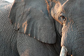 Close up of elephant