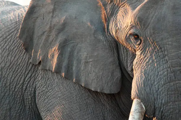 Close up view of partial face, African elephant (Loxodonta africana), world's largest land animal, Etosha National Park, Namibia, Africa