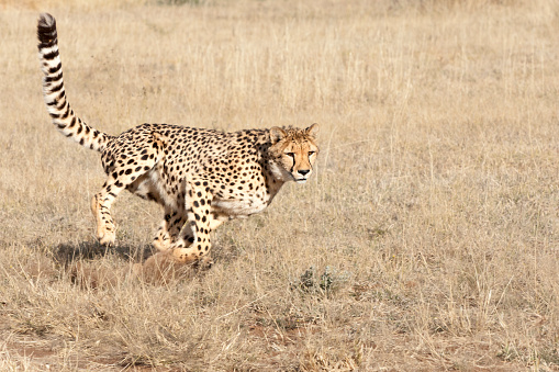 Running cheetah (Acynonix jubatus), world's fastest animal can run 70kmph, Kalahari plains, Namibia, Africa