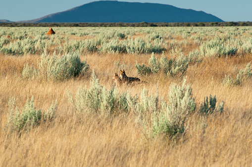 Coyote in the Lamar Valley of the Yellowstone National Park