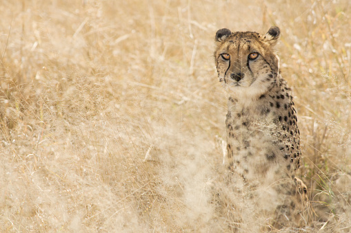 Cheetah (Acynonix jubatus), Kalahari plains, Namibia, Africa