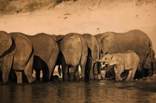 Elephants (Loxodonta africana) in Chobe River, Botswana