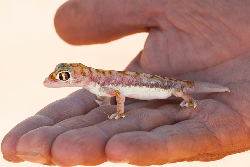 Small multi-colored Sand Gecko (Palmatogecko rangei) sits in the hand of a Caucasian man in the Namib Desert, Namibia, Africa