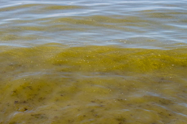 Blue-green algae, Cyanobacteria also known as Cyanophyta. Blossoming bacteria plant time in summer in Baltic Sea by beach.