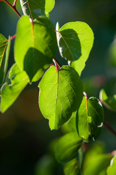 istock bright green apricot leaves 1265670539