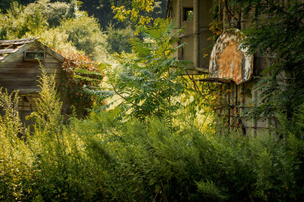 Grungy abandoned basketball hoop with overgrown weeds on farm silo