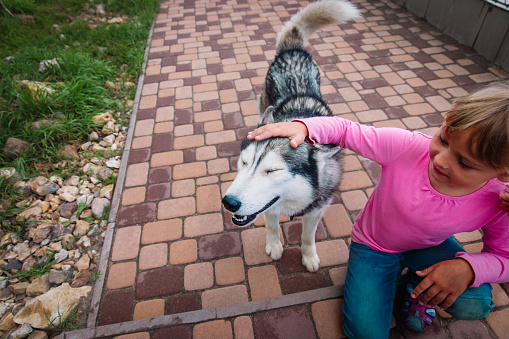 little girl pet husky dog outside, dog therapy against anxiety and stress