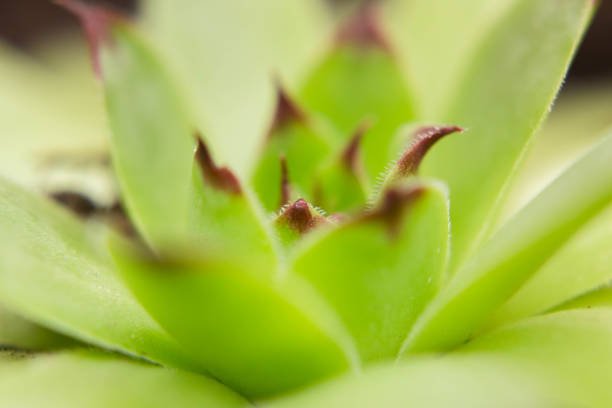 istock bright green indoor flower close up 1265673908