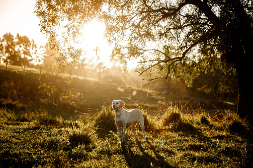 happy mixed breed dog at sunset in the field