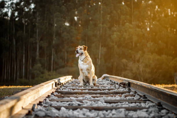 istock happy dog ​​in the field 1265675402