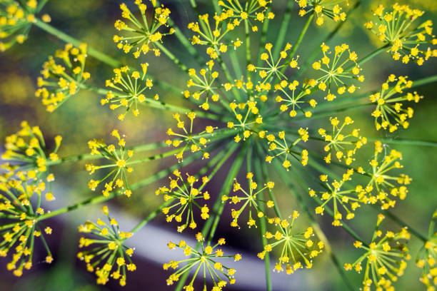 istock Top view yellow dill flowers on a blurry green background. 1265675513