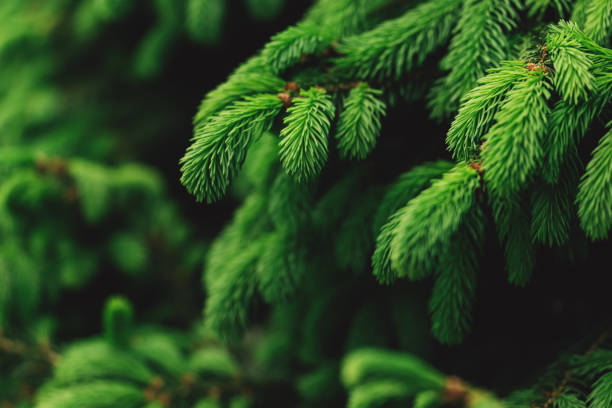 istock Fluffy fresh branches of a spruce or fir-tree. 1265677504