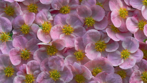 Potentilla fruticosa 'Lovely Pink' Gentle pink floral feminine background potentilla fruticosa stock pictures, royalty-free photos & images