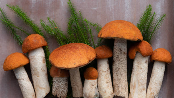istock Composition of fresh, beautiful and appetizing mushrooms 1265679602