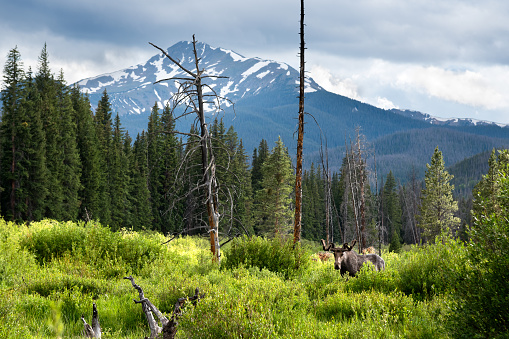 Bull elk sparring off in Jasper National Park