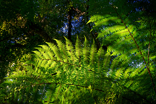 Backlit fern leaves, with symmetrical fronds, native bush, west coast, south island, New Zealand.