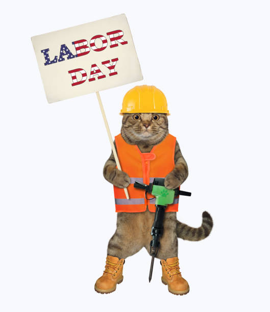 istock Cat with jack hammer holds sign 2 1265681968