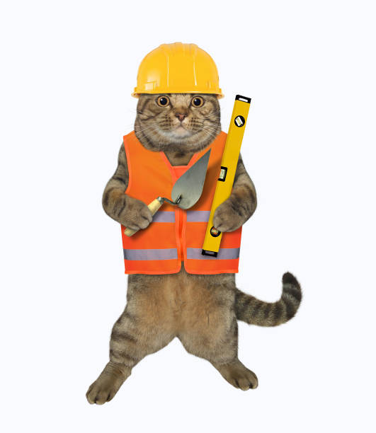 istock Cat worker holds level and trowel 1265681984