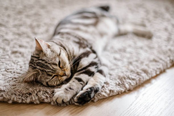 istock Fluffy kitten  (Scottish Stright breed), slipping on the rug. 1265682297