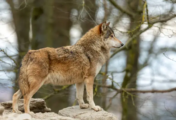 Strong male canadian timberwolf standing on a rock.