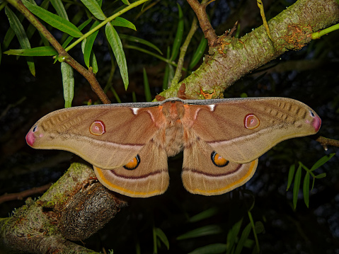 Emperor gum moth viewed from above. South Island, New Zealand.