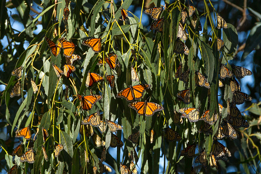 Monarch butterflies begin to gather to stay warm for the winter. Monarch Butterfly Grove, Pismo State Beach, California, USA