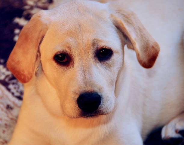 istock Labrador Retriever Puppy 1265686100