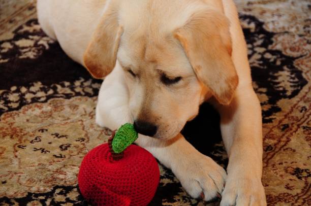 istock Labrador Retriever Puppy 1265686242