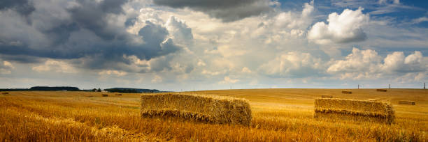 Free Stock Photo of Vast golden field with hay bales under dramatic sky ...