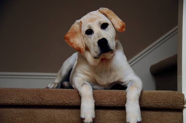 istock Labrador Retriever Puppy 1265686541