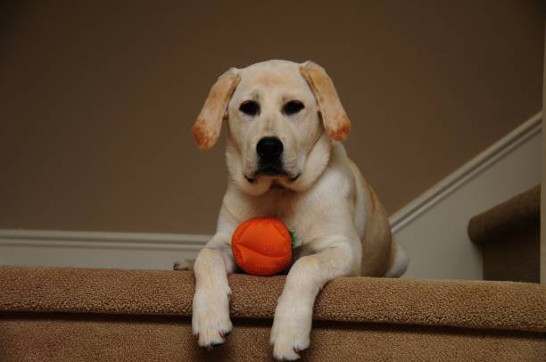 istock Labrador Retriever Puppy 1265686571
