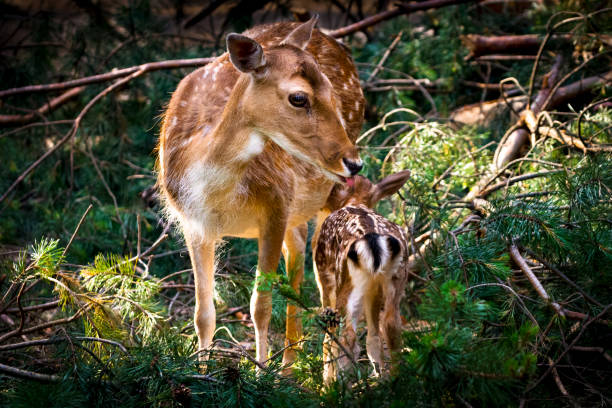 Fallow deer doe with suckling fawn Close-up of fallow deer doe and just suckling fawn hidden among the branches of a fallen pine tree fallow deer photos stock pictures, royalty-free photos & images