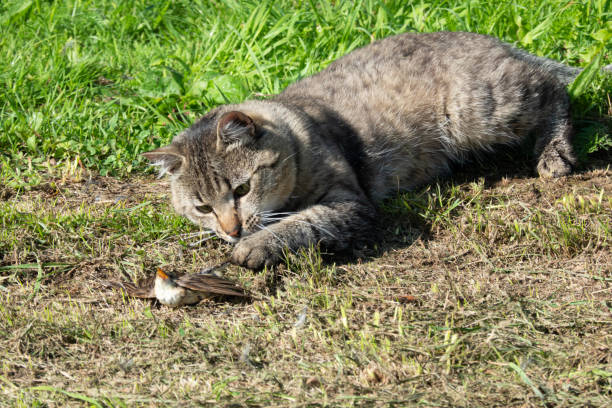 istock A grey cat is playing with a young bird that has been caught in a clearing covered with green grass. 1265688057