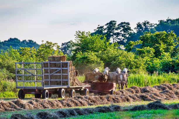 Old Weathered Amish Wagon with hay bales-Hamilton County, Indiana