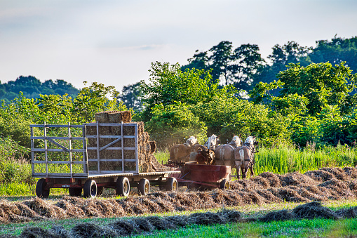 Amish Farmer with Work Horses in Hay Field