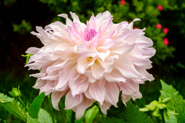 istock Pink Dahlia Flower 1265690781