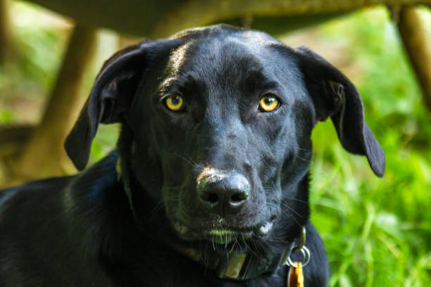 istock Black Labrador Retriever Dog 1265692186