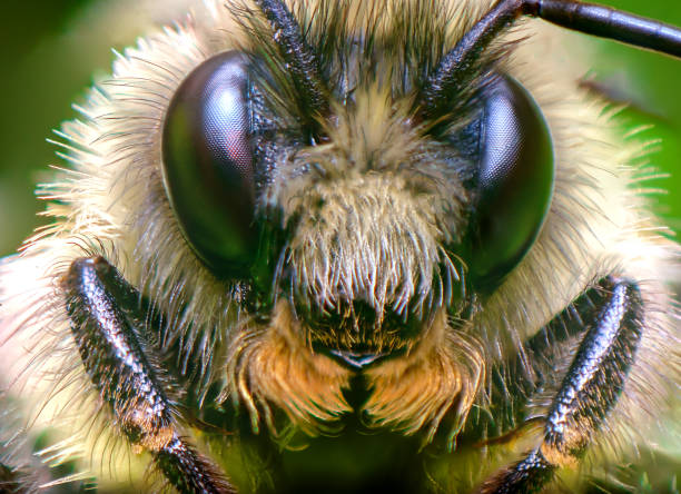 istock Macro Northern Amber Bumblebee 1265694457