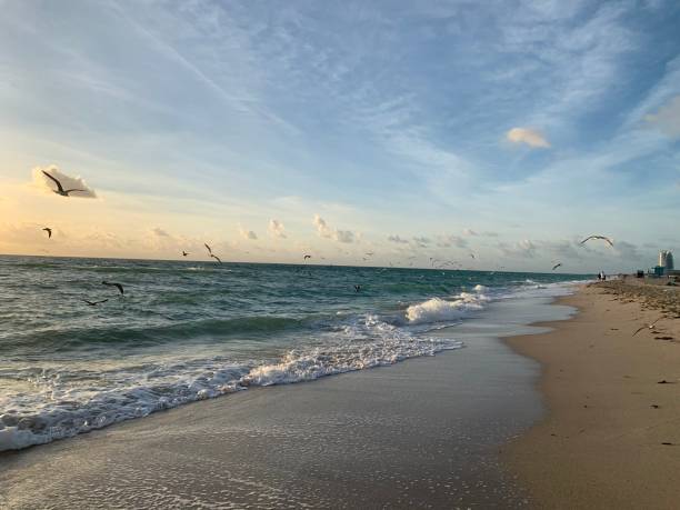 istock Landscape view seagulls flying over ocean shoreline at sunset 1265695046