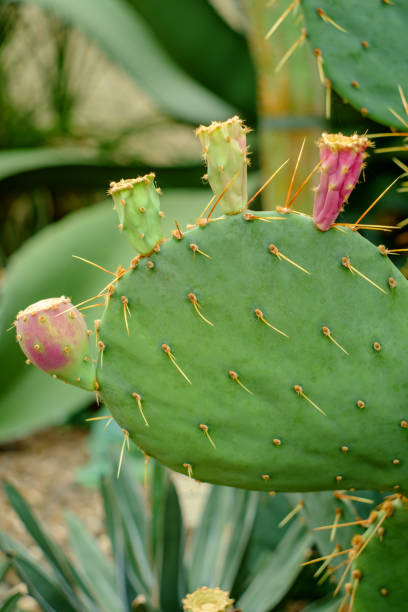istock Brown Spined Prickly Pear 1265695118
