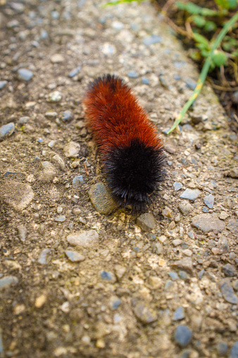 Hairy wooly bear caterpillar crawling on autumn sidewalk
