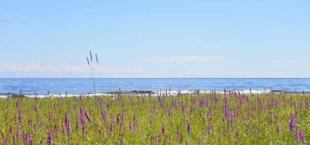 istock Coast of lake. 1265697889