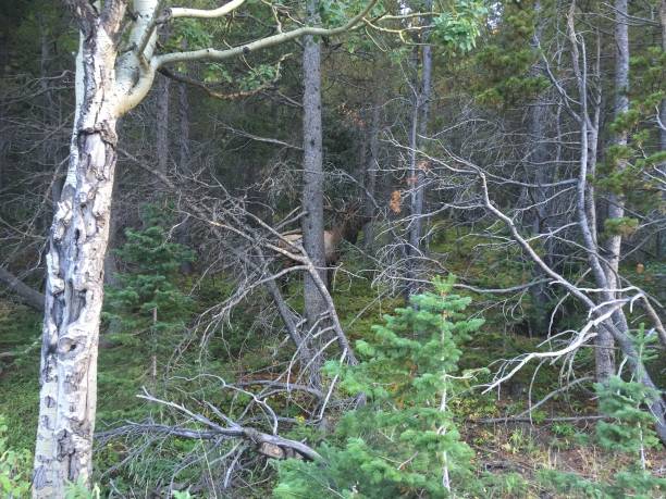 istock Hidden deer buck spotting in branchy forest understory 1265698264
