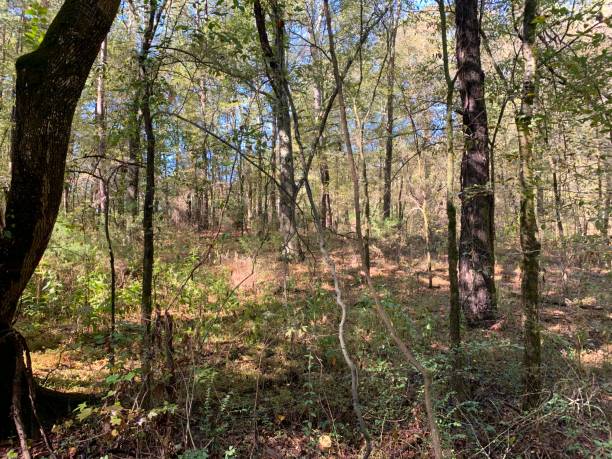 istock Understory view of green mountain forest 1265698465