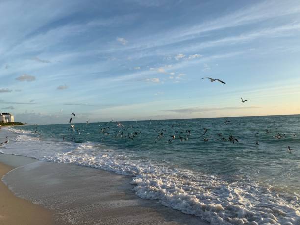 istock Landscape view seagulls flying over ocean shoreline at sunset 1265698490